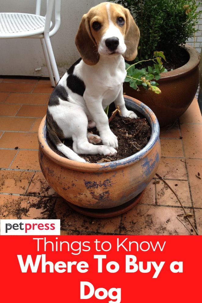 Where To Buy a Dog? Things To Know How To Buy a Puppy Safely