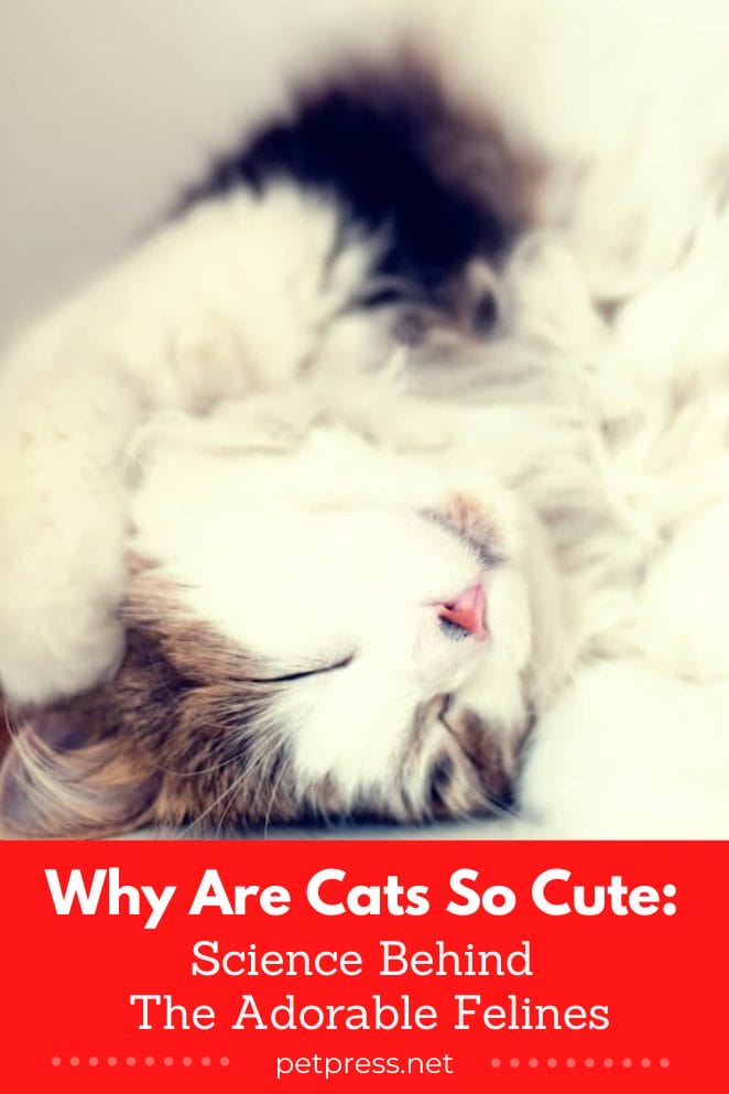 Why Are Cats so Cute Science Behind The Adorable Felines