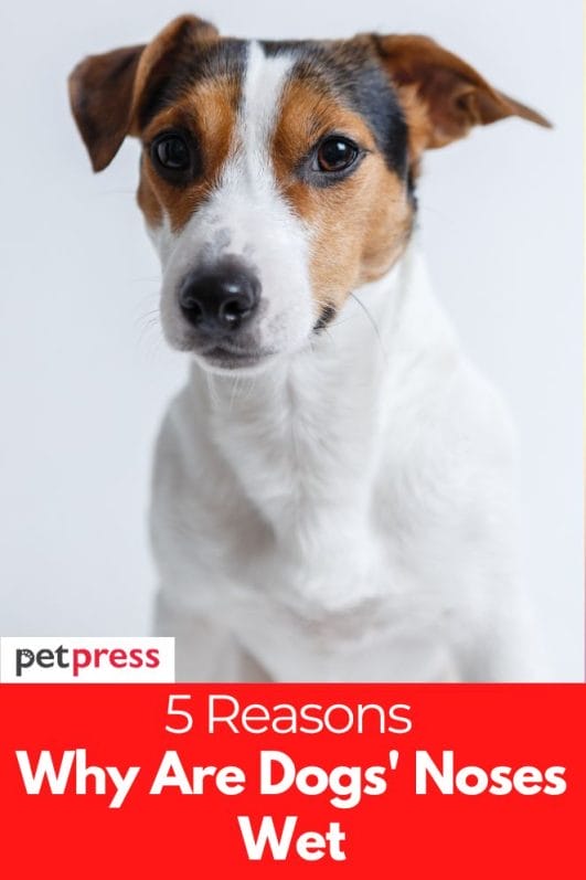 Why Are Dogs' Noses Wet? The Reasons Behind Dogs' Noses