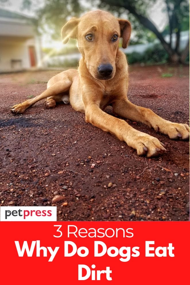 why do dogs eat dirt