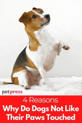 Why Do Dogs Not Like Their Paws Touched: 4 Reasons Behind It
