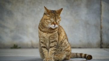 why do female cats spray