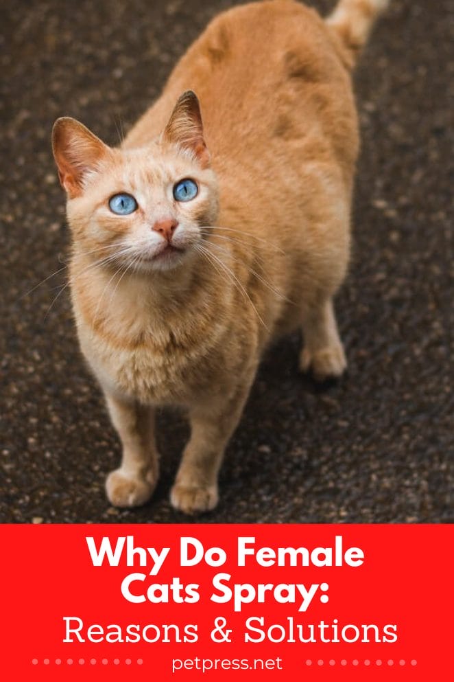 why do female cats spray