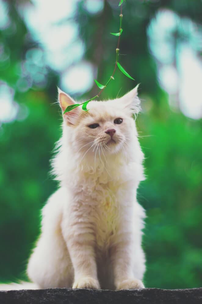 Why Do Female Cats Spray Reasons & Solutions