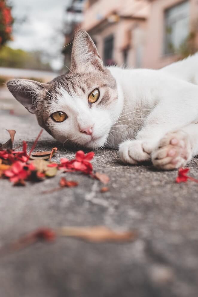 why do female cats spray