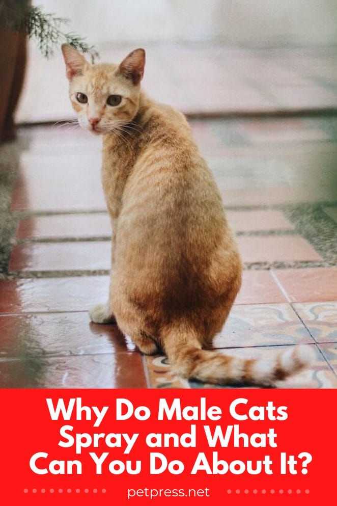 why do male cats spray