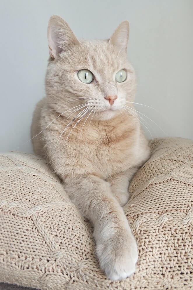 Housing Project Cats Face Eviction -- or Worse