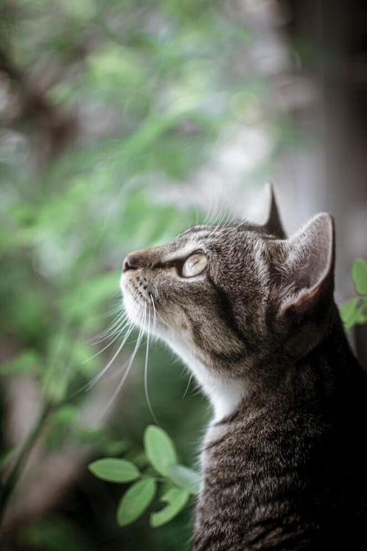 Why Do Male Cats Spray and What Can You Do About It?