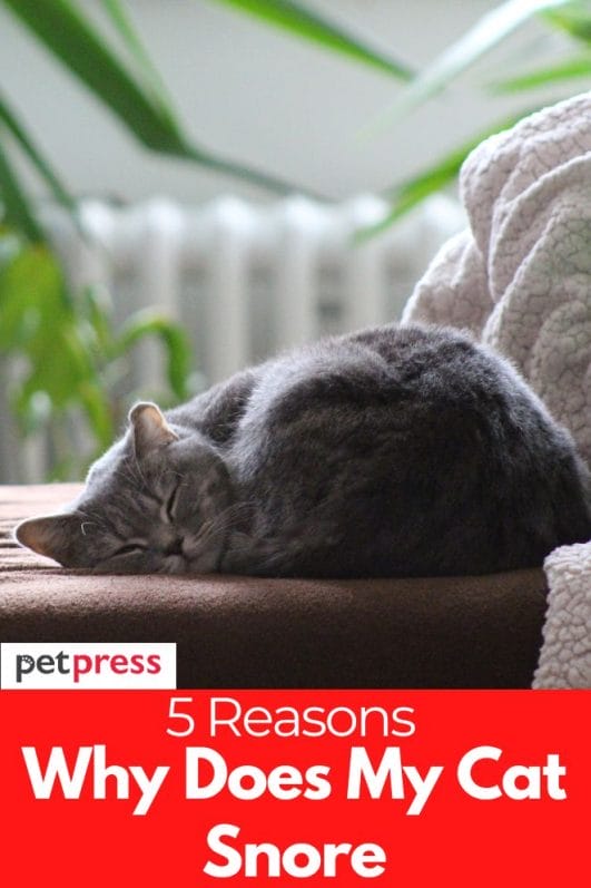 5 Reasons Why Does My Cat Snore And 4 Tips How to stop it