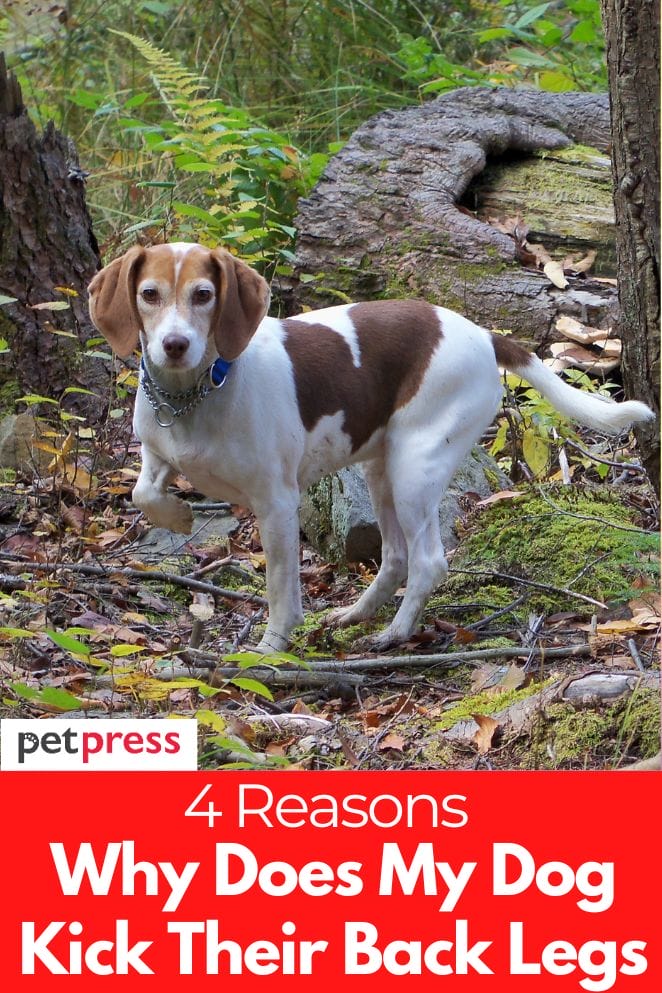 explained-4-reasons-why-does-my-dog-kick-their-back-legs