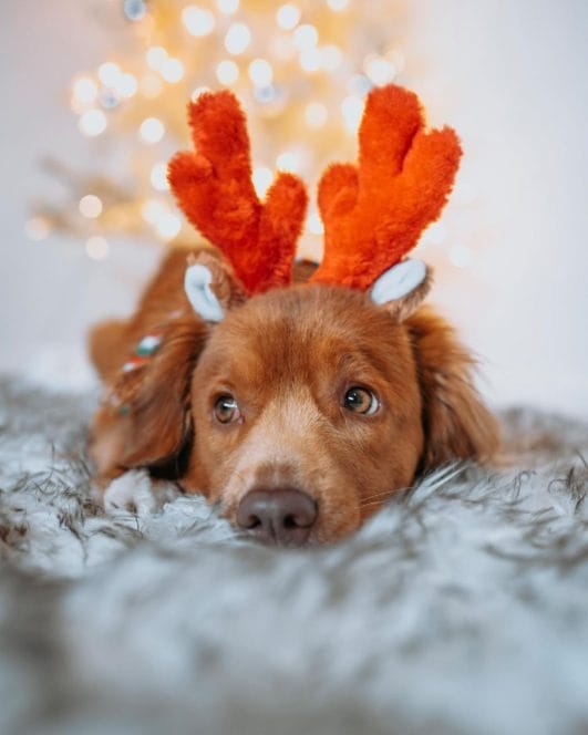 cutest-dogs-with-christmas-hats-to-brighten-up-your-holidays