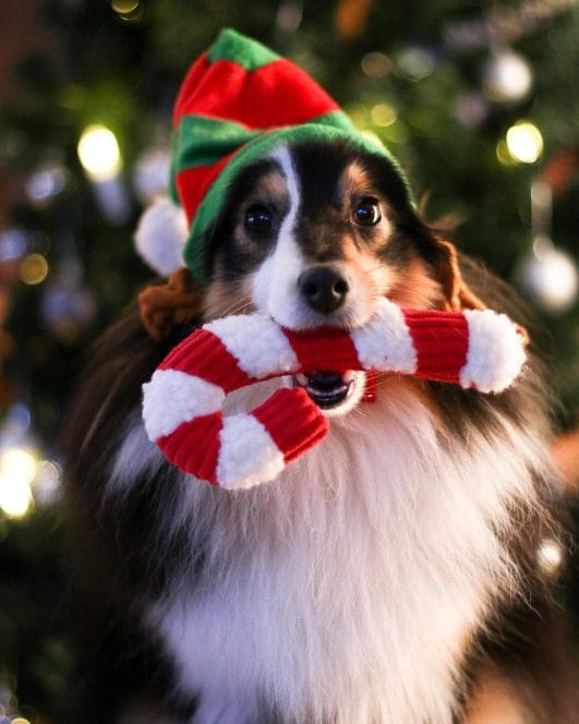 cutest-dogs-with-christmas-hats-to-brighten-up-your-holidays