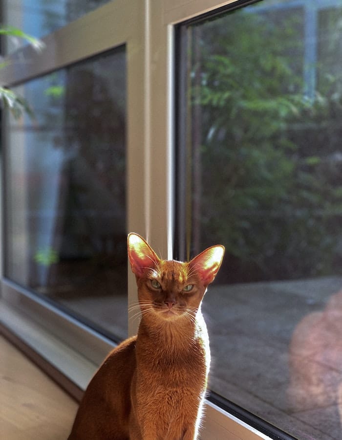 Abyssinian