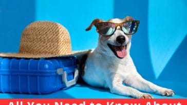 All You Need to Know About International Pet Travel Dog