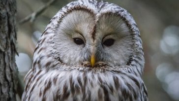 Animal names starting with u