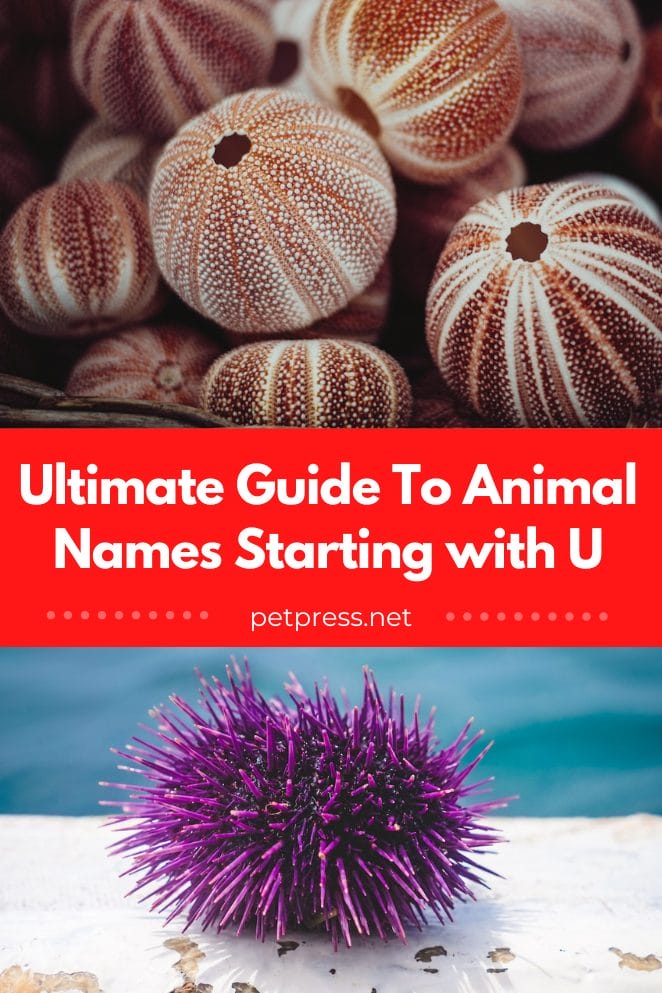Animal names starting with u