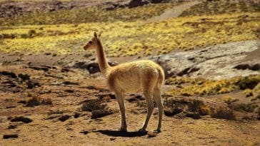 Animal names starting with v