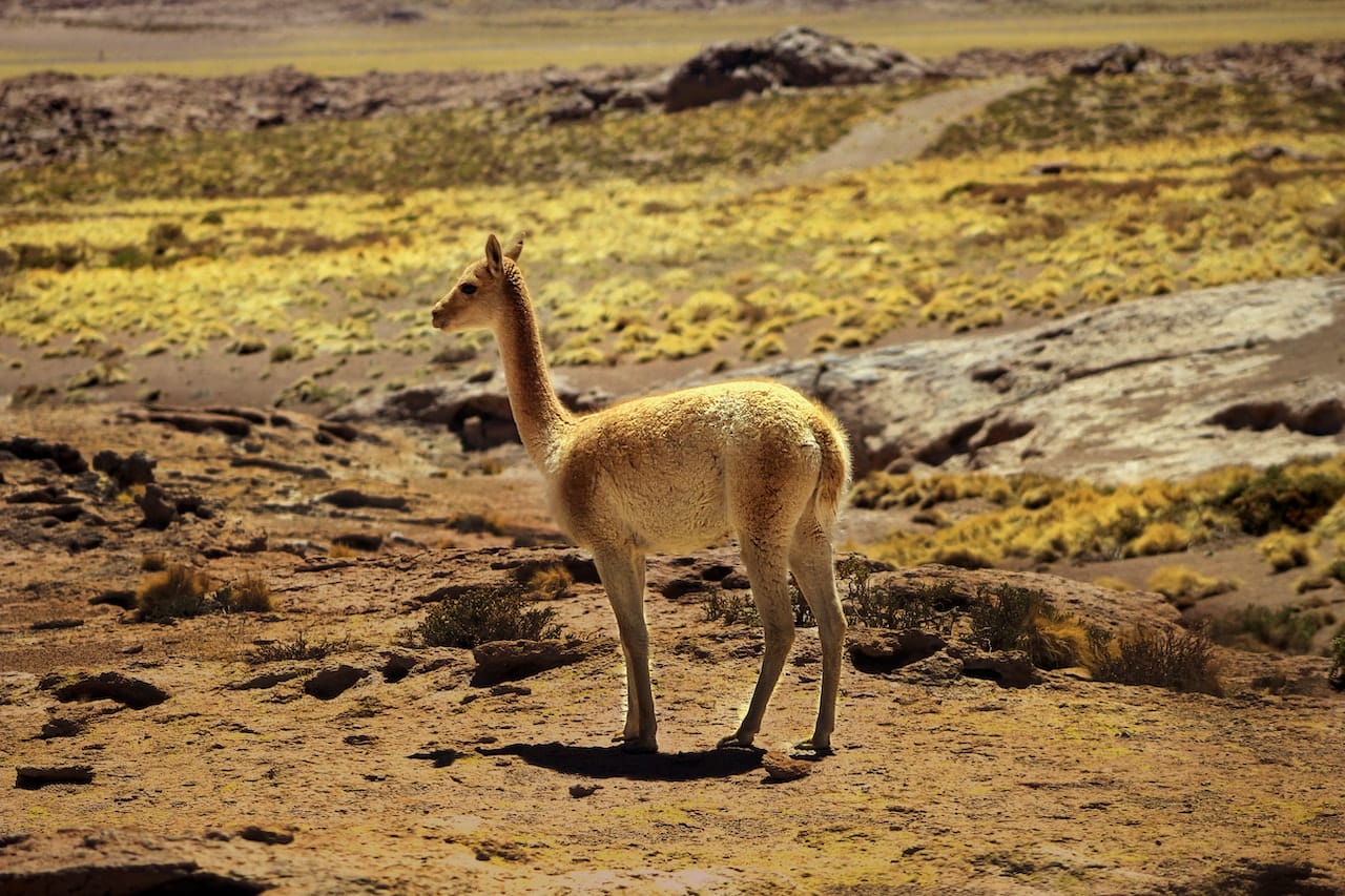Animal Names Starting With V Trivia And Pictures animal-names-starting-with-v-trivia-and-pictures