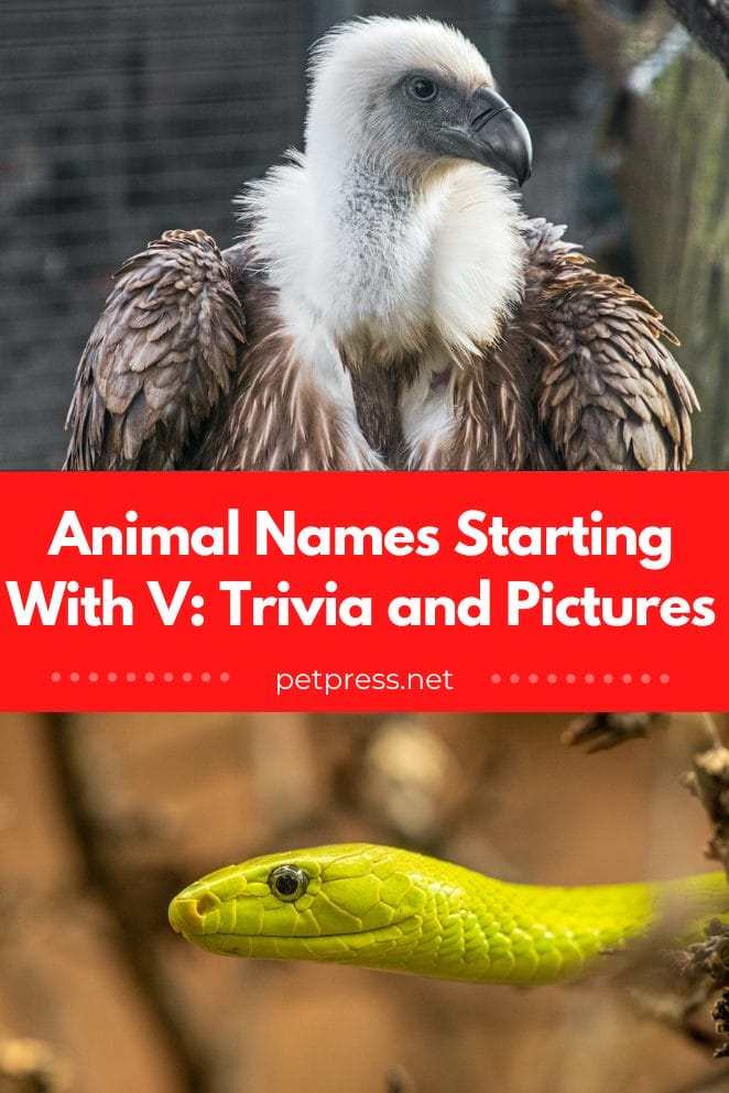 Animal names starting with v
