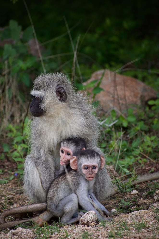 Animal Names Starting With V Trivia And Pictures animal-names-starting-with-v-trivia-and-pictures