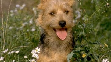 Australian Terrier