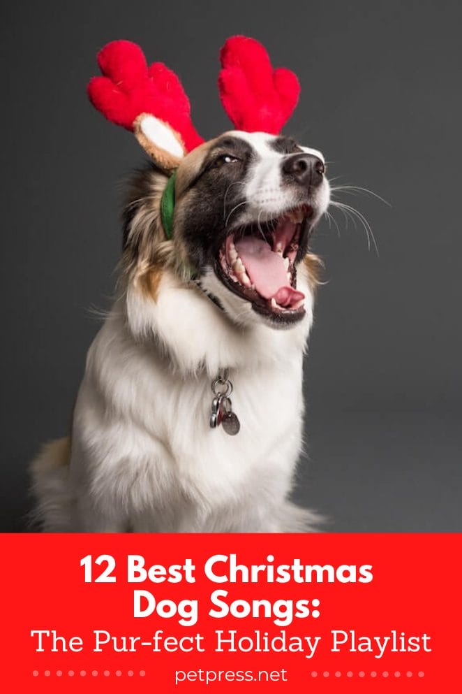 Best Christmas Dog songs