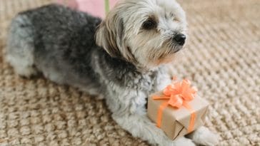 Best way to Gift a Dog at Christmas