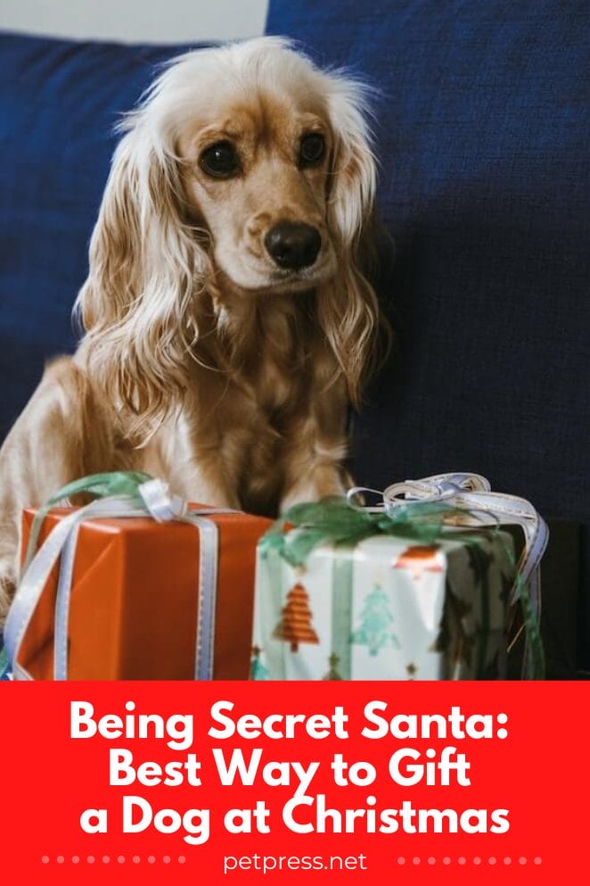 Best way to Gift a Dog at Christmas