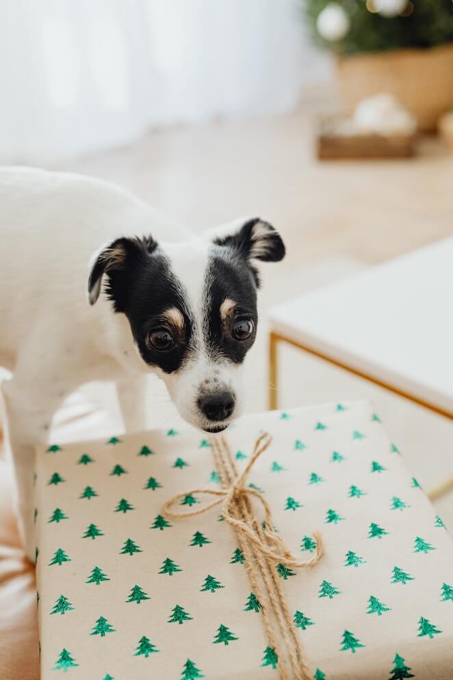 Best way to Gift a Dog at Christmas