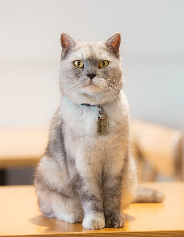 British Shorthair