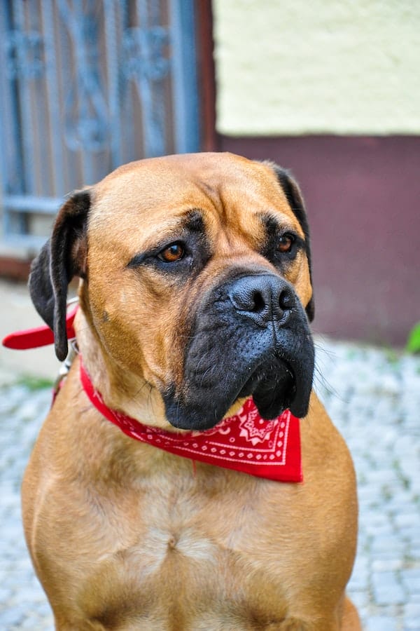 Bullmastiff