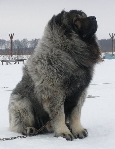 Caucasian Mastiff