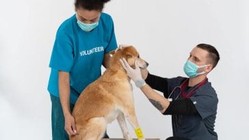 Common dog health problems