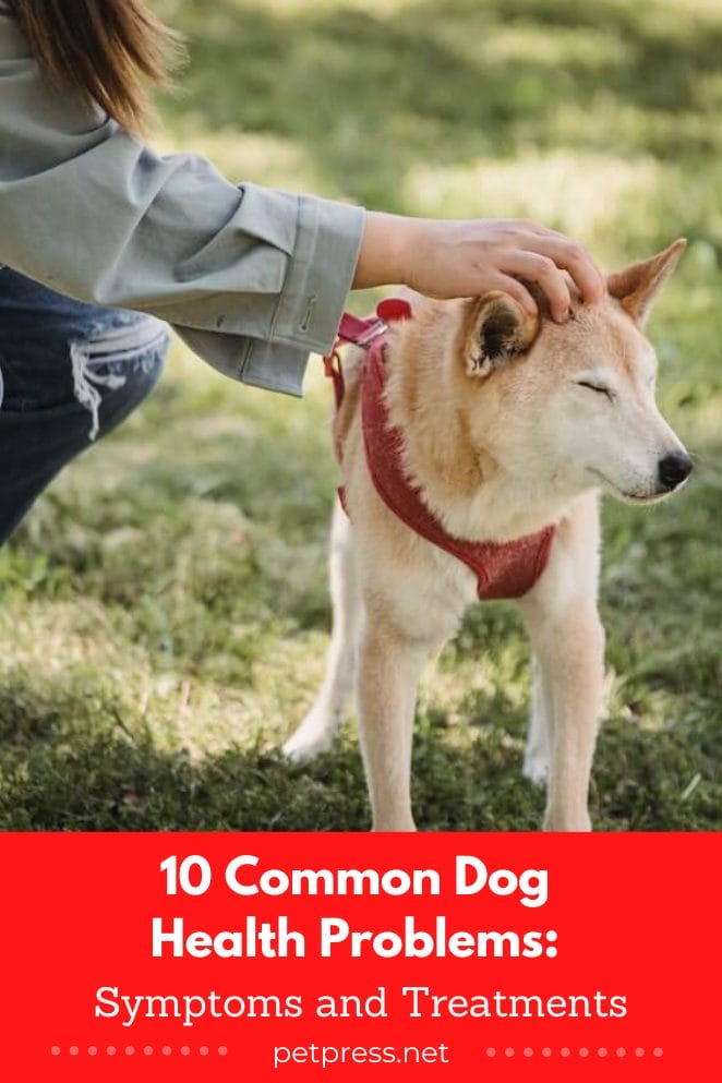 10 Common Dog Health Problems Symptoms and Treatments