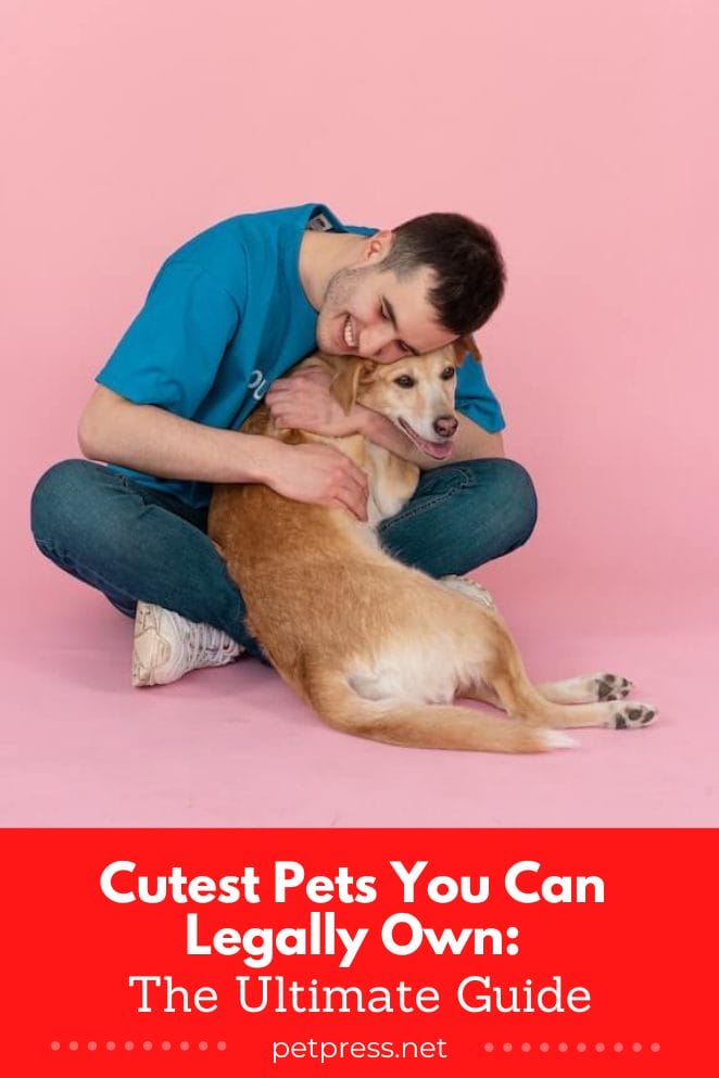 Cutest Pets You Can Legally Own The Ultimate Guide