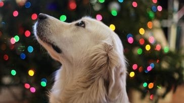 Do dogs know it's Christmas?