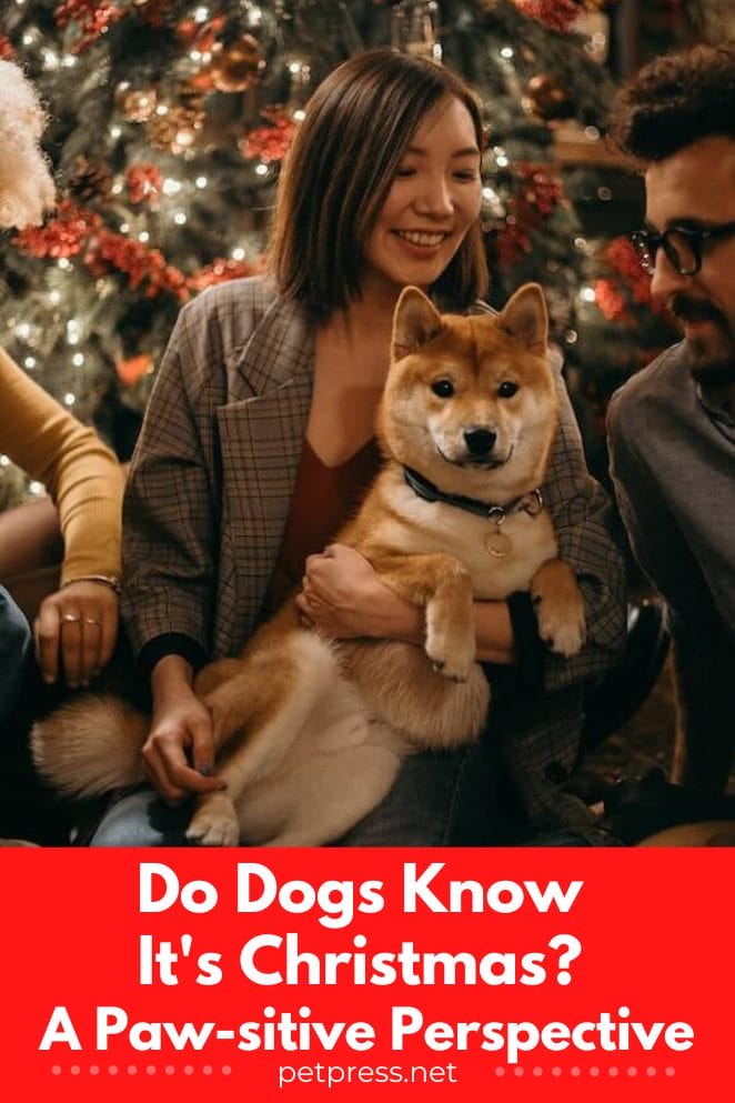 Do dogs know it's Christmas?