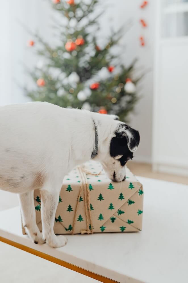 Do dogs know it's Christmas?