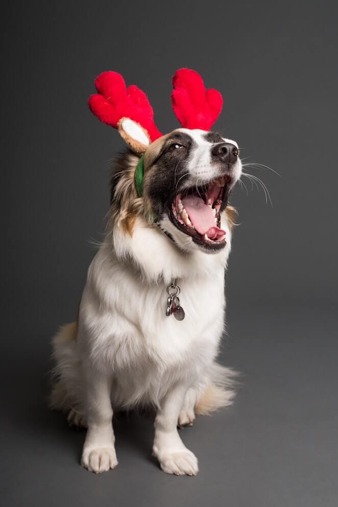 Do dogs know it's Christmas?