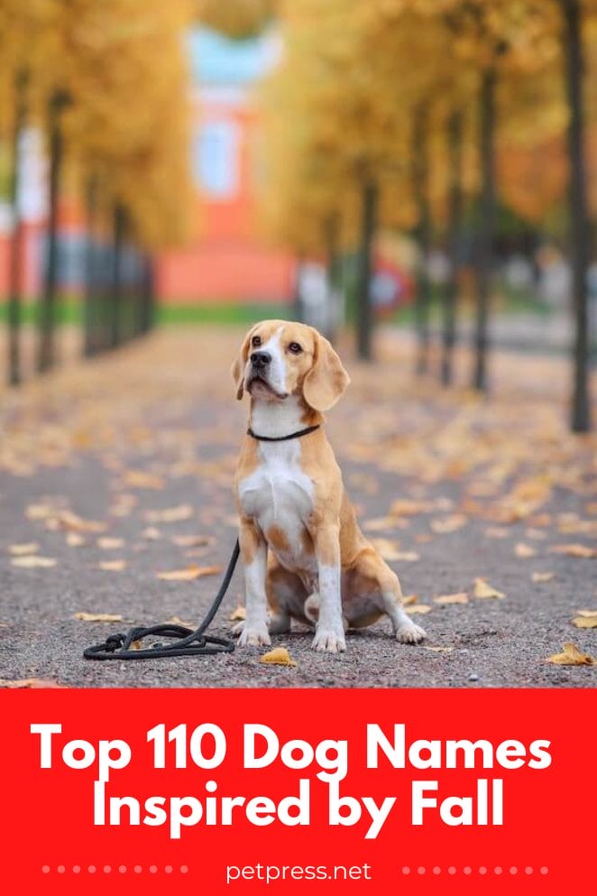 Top 110 Dog Names Inspired by Fall