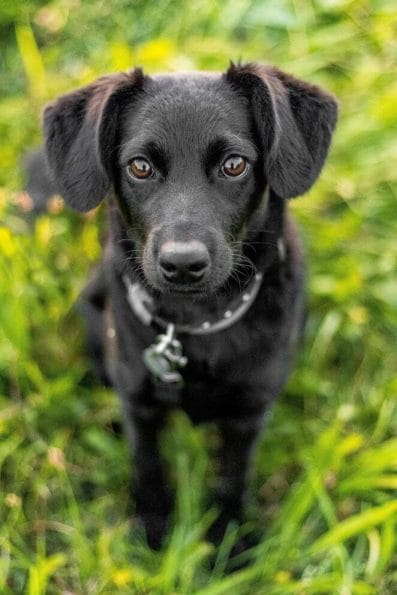 Over 100 Great Dog Names For Black Puppies over-100-great-dog-names-for-black-puppies
