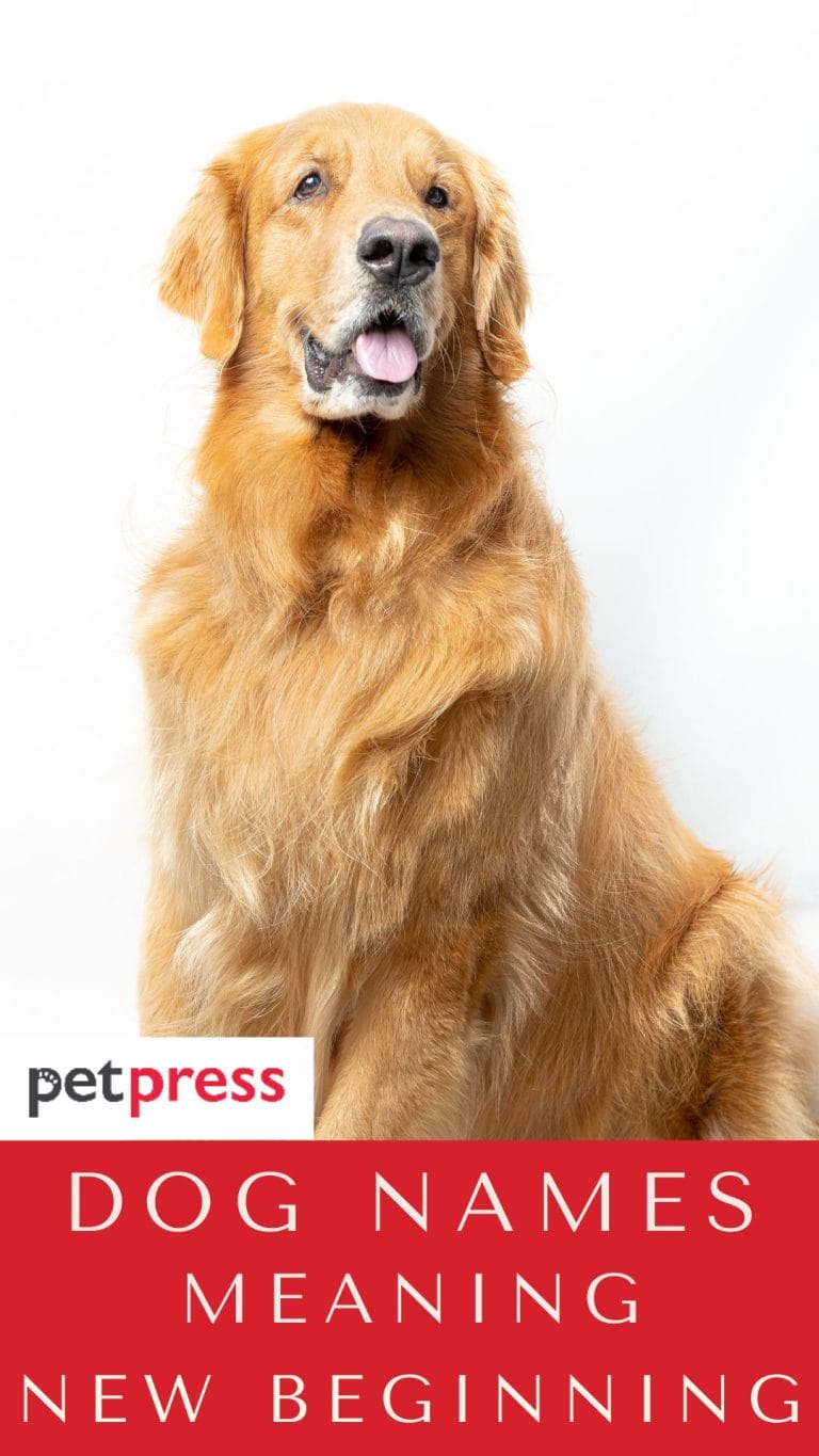 120 Dog Names Meaning New Beginning For Your New Puppy