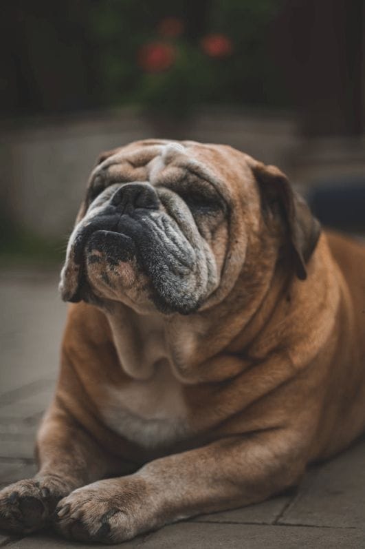 500+ English Bulldog Names Popular Male and Female Names