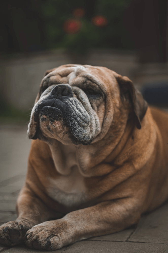 500+ English Bulldog Names Popular Male and Female Names