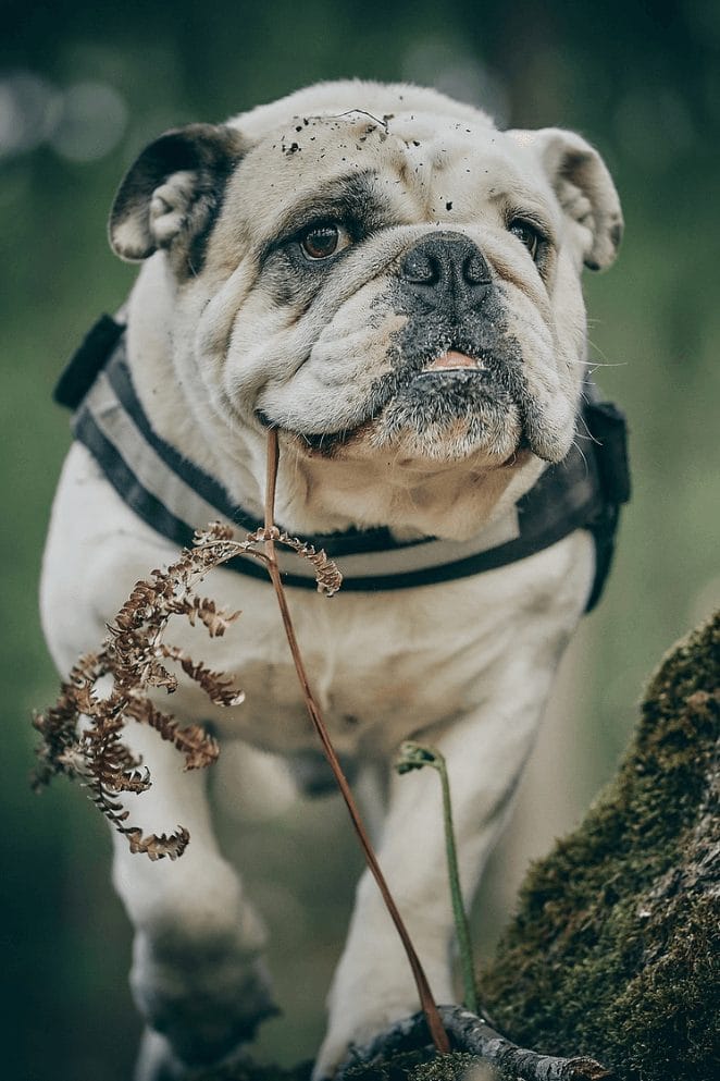 500+ English Bulldog Names Popular Male and Female Names