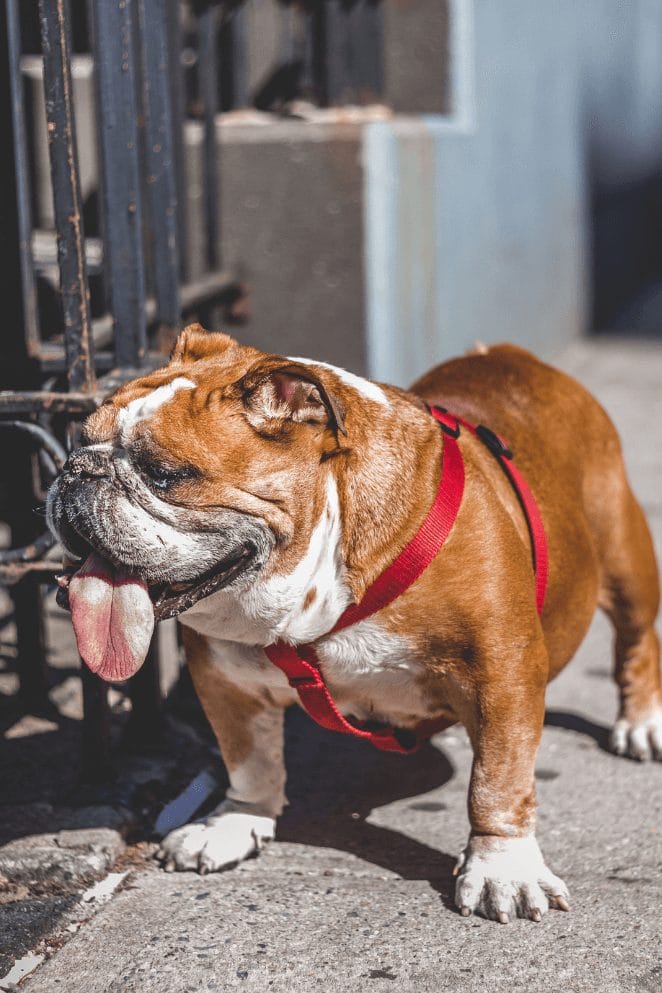 500+ English Bulldog Names Popular Male and Female Names