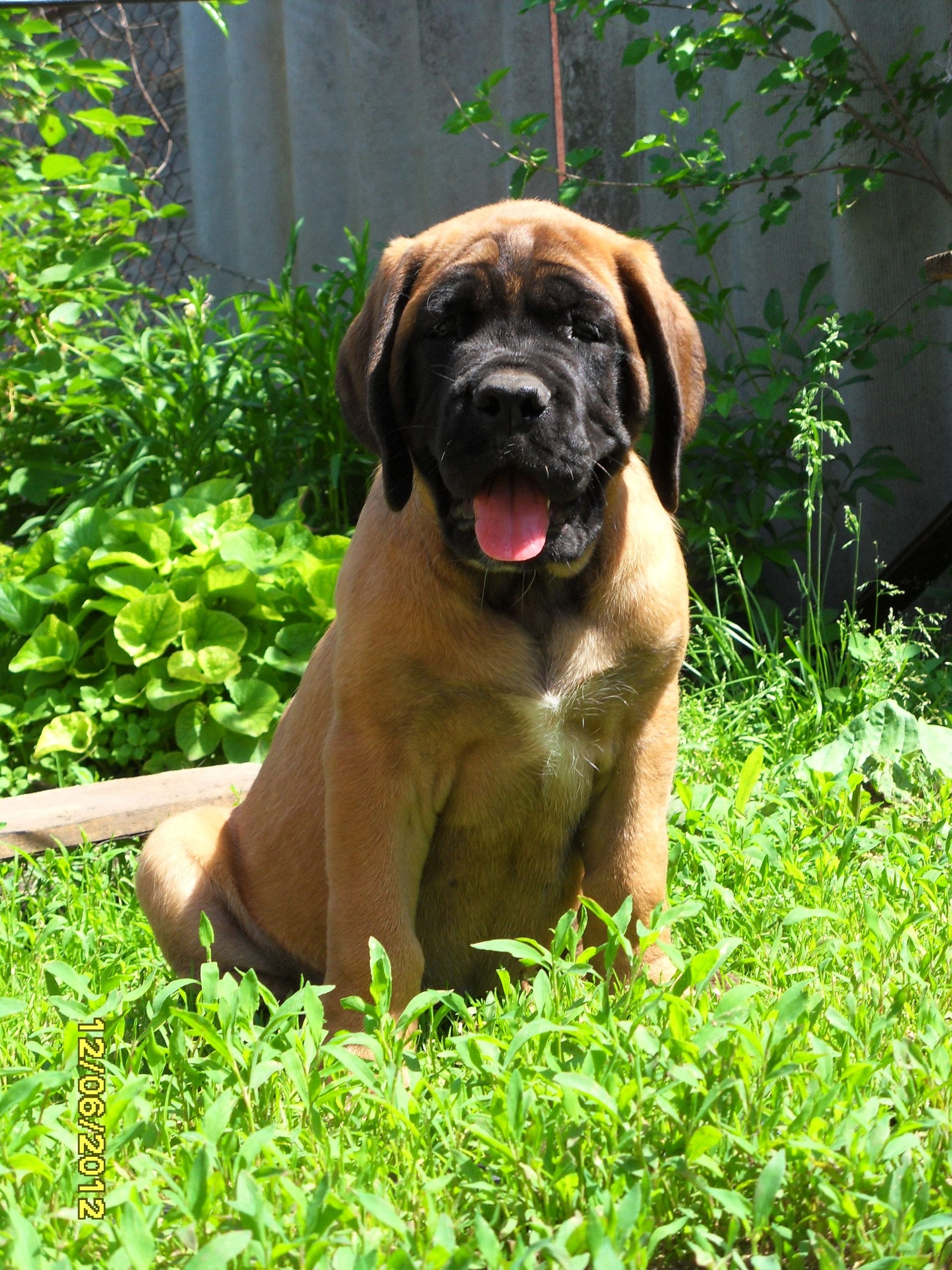 English Mastiff