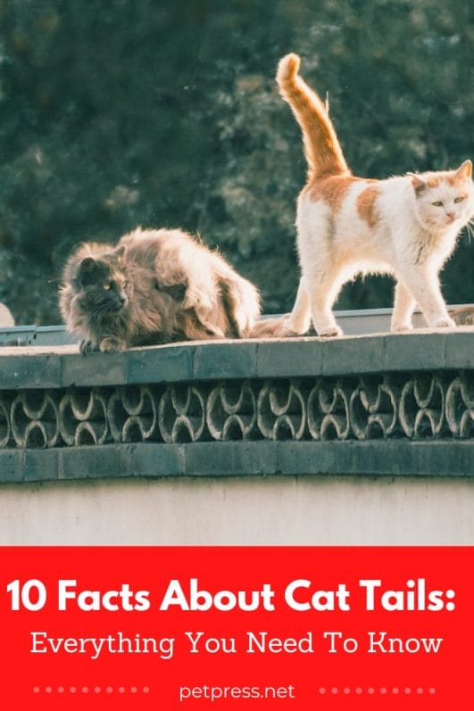 10 Facts About Cat Tails Everything You Need To Know