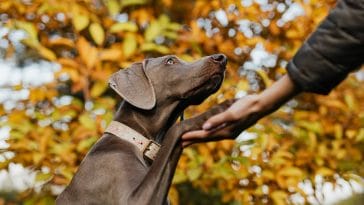 Facts about dogs paws