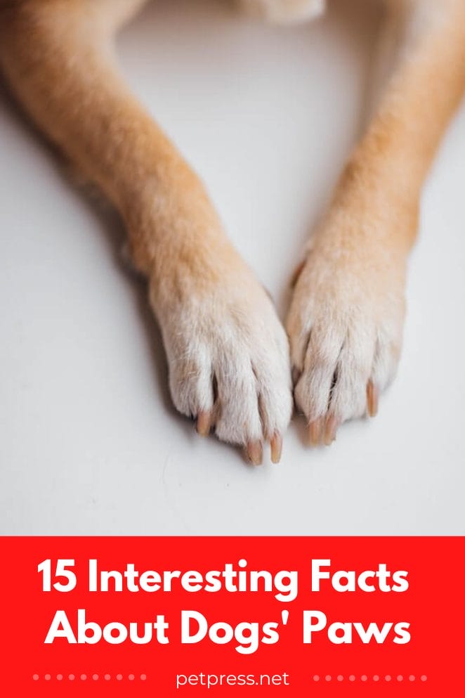Facts about dogs paws